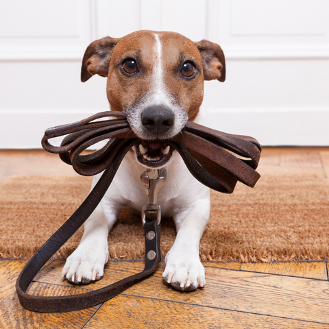 Collars and Leashes